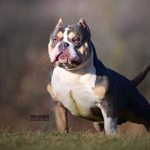 Meet your Posher, Adrian